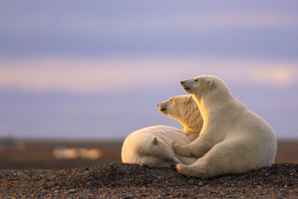 旅遊_北極_北極熊_史瓦巴德_法羅群島